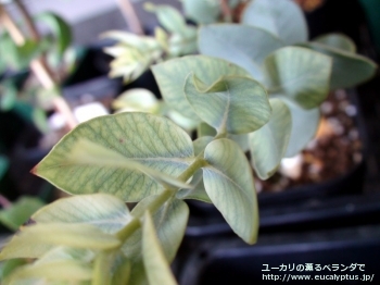 マクロカルパ・エラチャンサ (Eucalyptus macrocarpa ssp. elachantha)