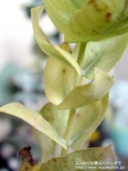 マクロカルパ・エラチャンサ (Eucalyptus macrocarpa ssp. elachantha)