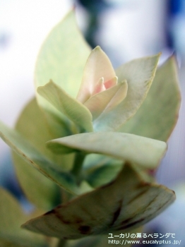 マクロカルパ・エラチャンサ (Eucalyptus macrocarpa ssp. elachantha)