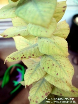 マクロカルパ・エラチャンサ (Eucalyptus macrocarpa ssp. elachantha)