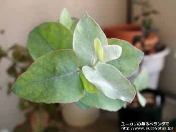 コルダータ (Eucalyptus cordata)