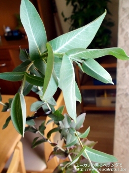 fancyboxニテンス(Eucalyptus nitens)の画像1