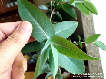 ニテンス (Eucalyptus nitens)