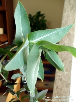 ニテンス (Eucalyptus nitens)