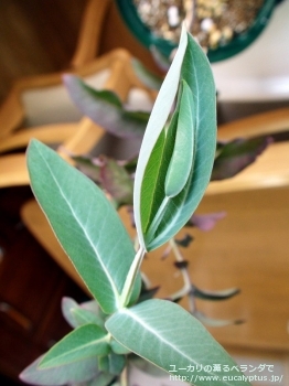 ニテンス (Eucalyptus nitens)