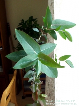 ニテンス (Eucalyptus nitens)