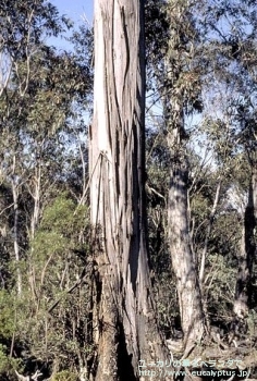 fancyboxニテンス(Eucalyptus nitens)の画像9