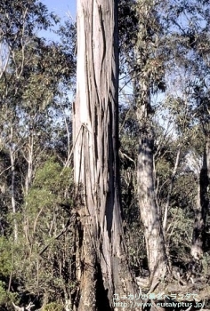 ニテンス (Eucalyptus nitens)