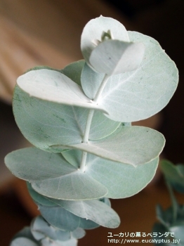 グラウスセンス (Eucalyptus glaucescens)