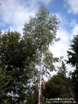 グラウスセンス (Eucalyptus glaucescens)