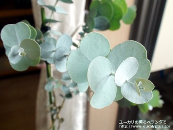 fancyboxグラウスセンス(Eucalyptus glaucescens)の画像2