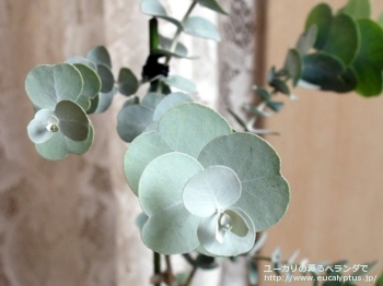 fancyboxグラウスセンス(Eucalyptus glaucescens)の画像4