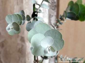 グラウスセンス (Eucalyptus glaucescens)