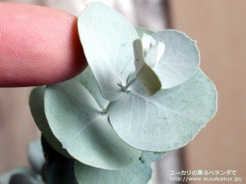 fancyboxグラウスセンス(Eucalyptus glaucescens)の画像5