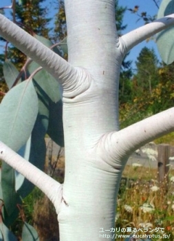 fancyboxグラウスセンス(Eucalyptus glaucescens)の画像8