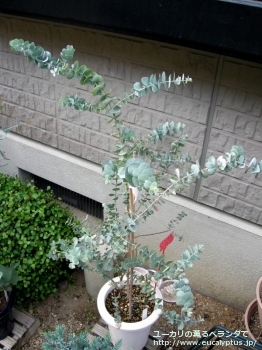 クルセアナ (Eucalyptus kruseana)