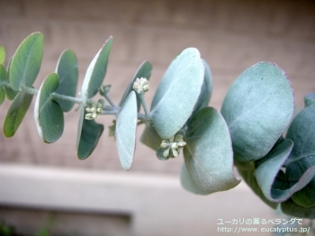 クルセアナ (Eucalyptus kruseana)