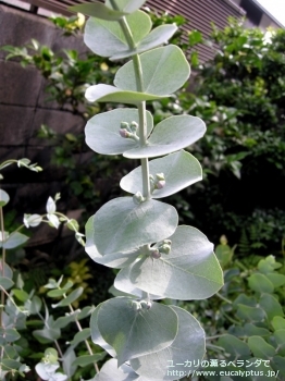 プルベルレンタ (Eucalyptus pulverulenta)