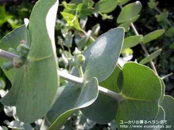 プルベルレンタ (Eucalyptus pulverulenta)