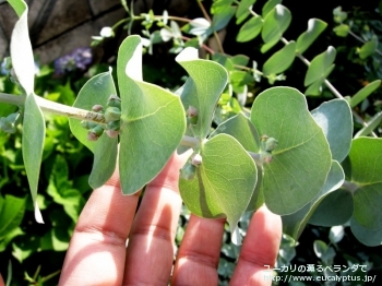 プルベルレンタ (Eucalyptus pulverulenta)
