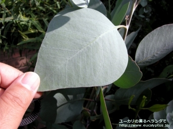 アクセデンス (Eucalyptus accedens)