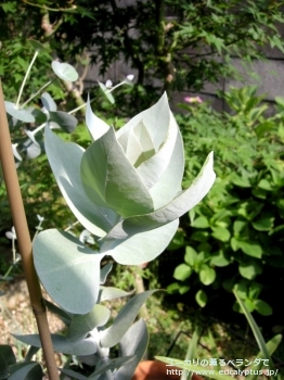 マクロカルパ (Eucalyptus macrocarpa ssp. macrocarpa)