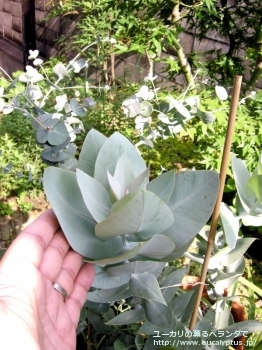 マクロカルパ (Eucalyptus macrocarpa ssp. macrocarpa)