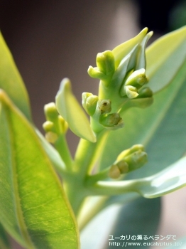 エクストリカ (Eucalyptus extrica)