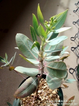 エクストリカ (Eucalyptus extrica)