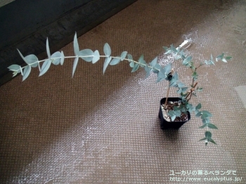 ギリー (Eucalyptus gillii)