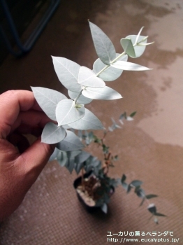 ギリー (Eucalyptus gillii)