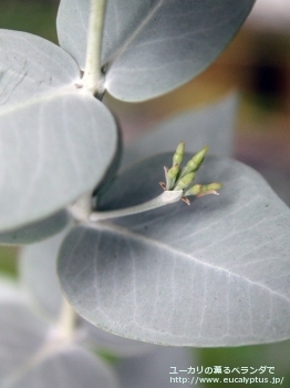 ギリー (Eucalyptus gillii)