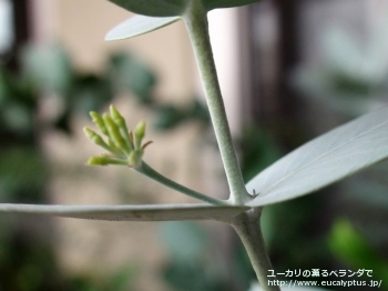 ギリー (Eucalyptus gillii)