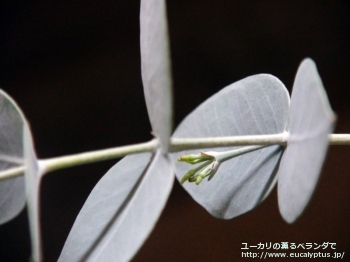 ギリー (Eucalyptus gillii)