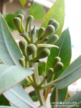 エクストリカ (Eucalyptus extrica)