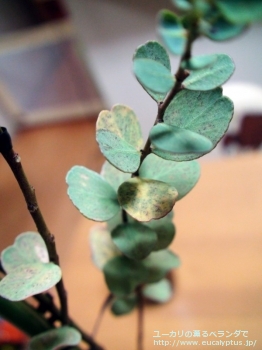 ディシペンス・アデスモフロイア (Eucalyptus decipiens ssp. adesmophloia)