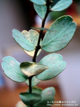 ディシペンス・アデスモフロイア (Eucalyptus decipiens ssp. adesmophloia)