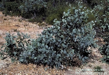 アクセデンス (Eucalyptus accedens)