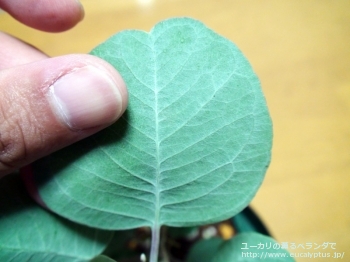 アクセデンス (Eucalyptus accedens)