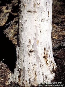 アクセデンス (Eucalyptus accedens)