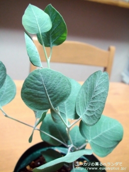 アクセデンス (Eucalyptus accedens)