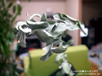 グニー (Eucalyptus gunnii ssp. gunnii)