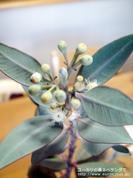 エクストリカ (Eucalyptus extrica)