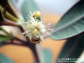 エクストリカ (Eucalyptus extrica)