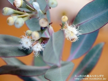 エクストリカ (Eucalyptus extrica)