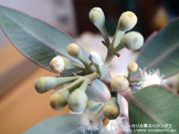 エクストリカ (Eucalyptus extrica)