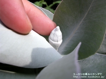 マクロカルパ (Eucalyptus macrocarpa ssp. macrocarpa)