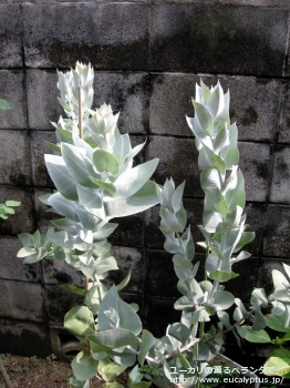 マクロカルパ (Eucalyptus macrocarpa ssp. macrocarpa)