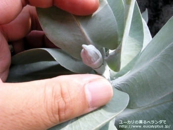 マクロカルパ (Eucalyptus macrocarpa ssp. macrocarpa)