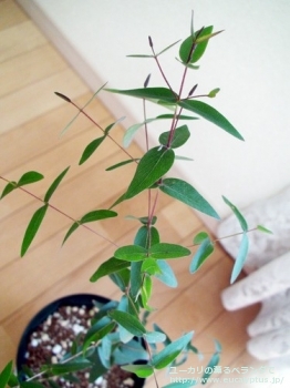 fancyboxビミナリス(Eucalyptus viminalis ssp. viminalis)の画像1